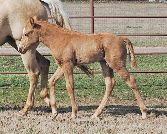 CD Diamond x SJR Whole Lotta Rey - 2020 Colt